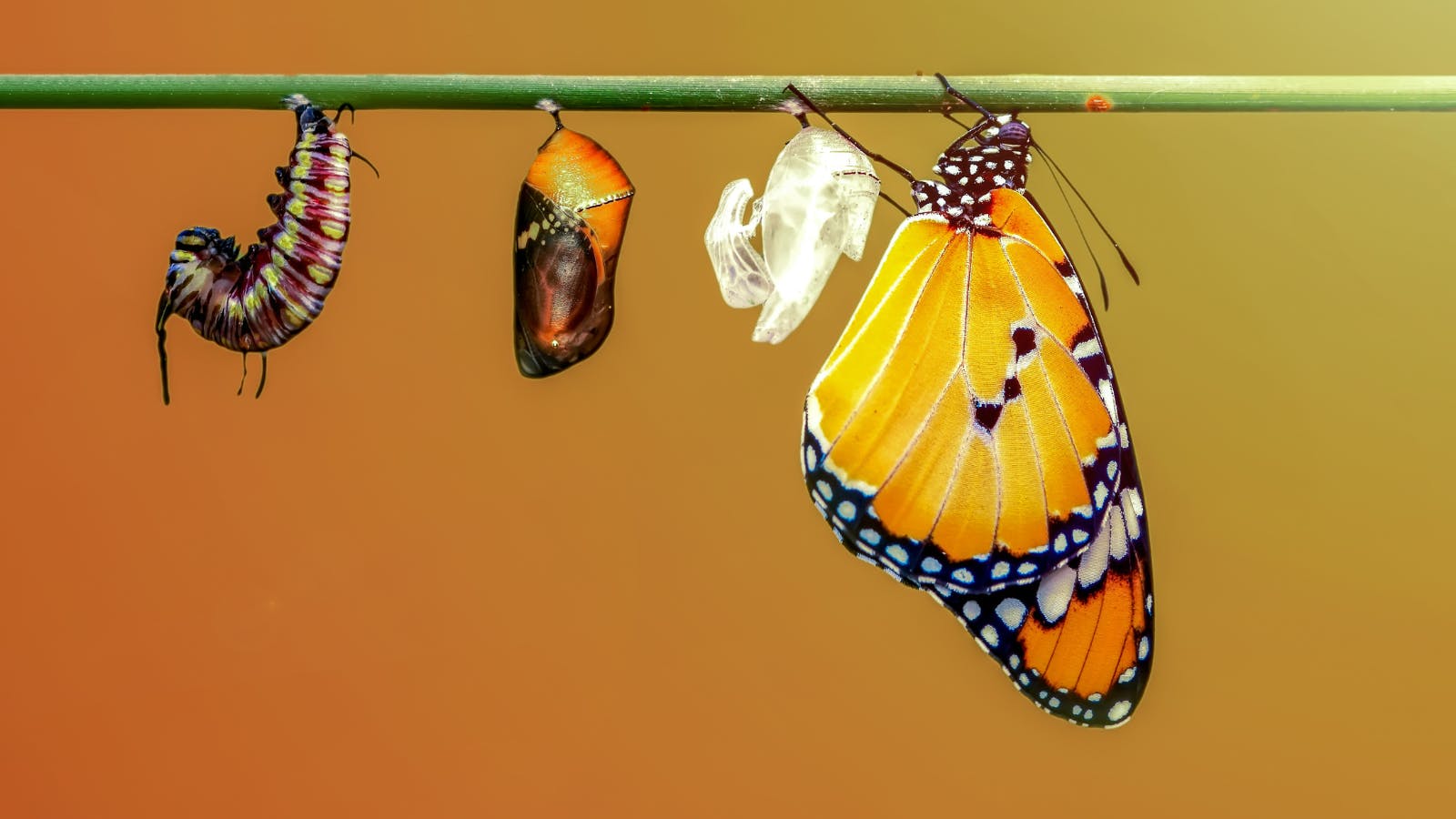 How agencies are evolving to better serve CMOs | The Drum