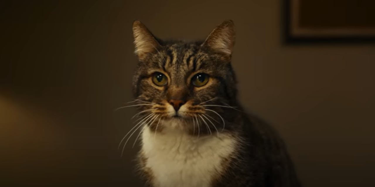 Ad of the Day: Garrett the Cat stars in Apple's dark comedy