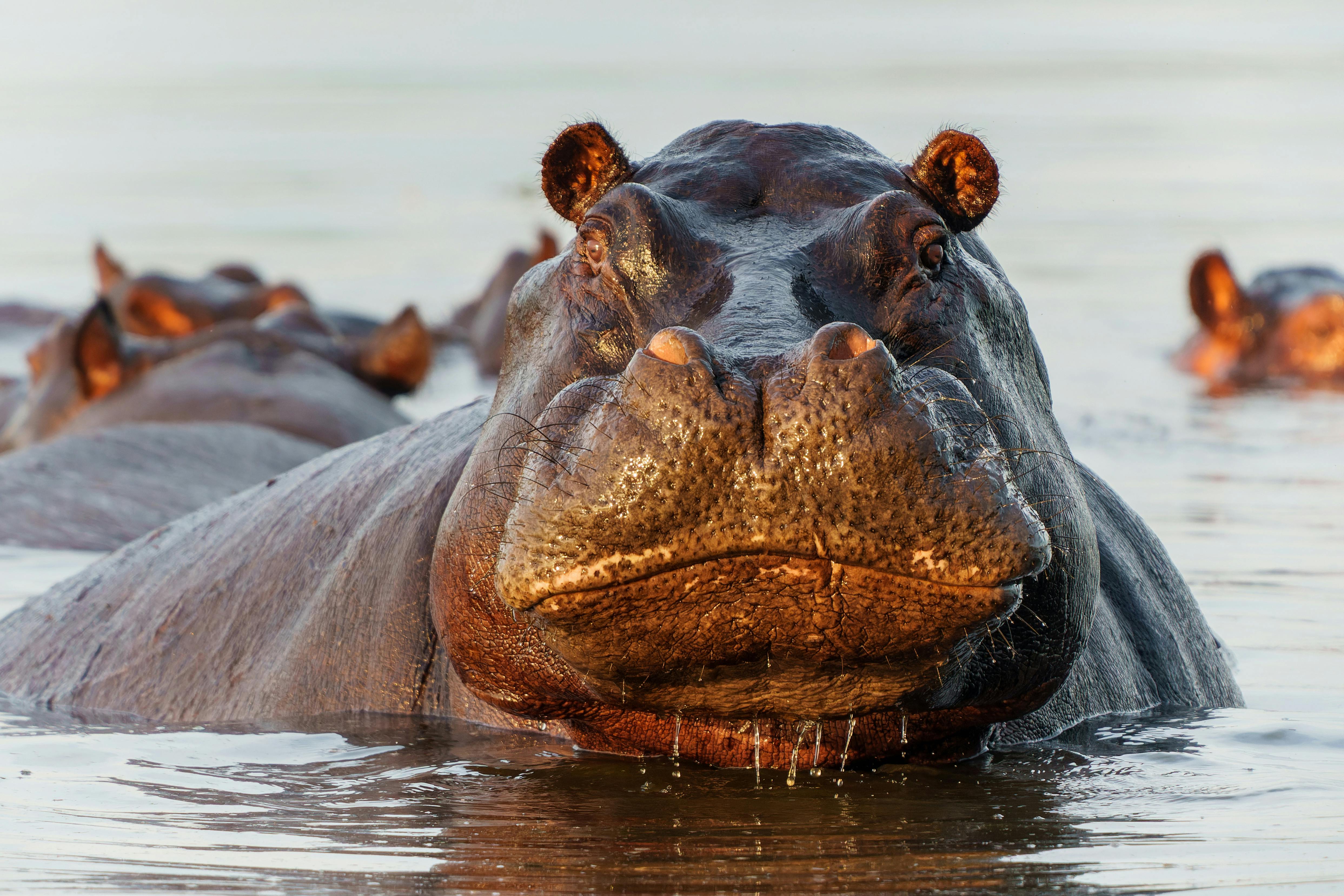 Andrew Tindall: How to ignore the Hippo and make evidence-based marketing decisions