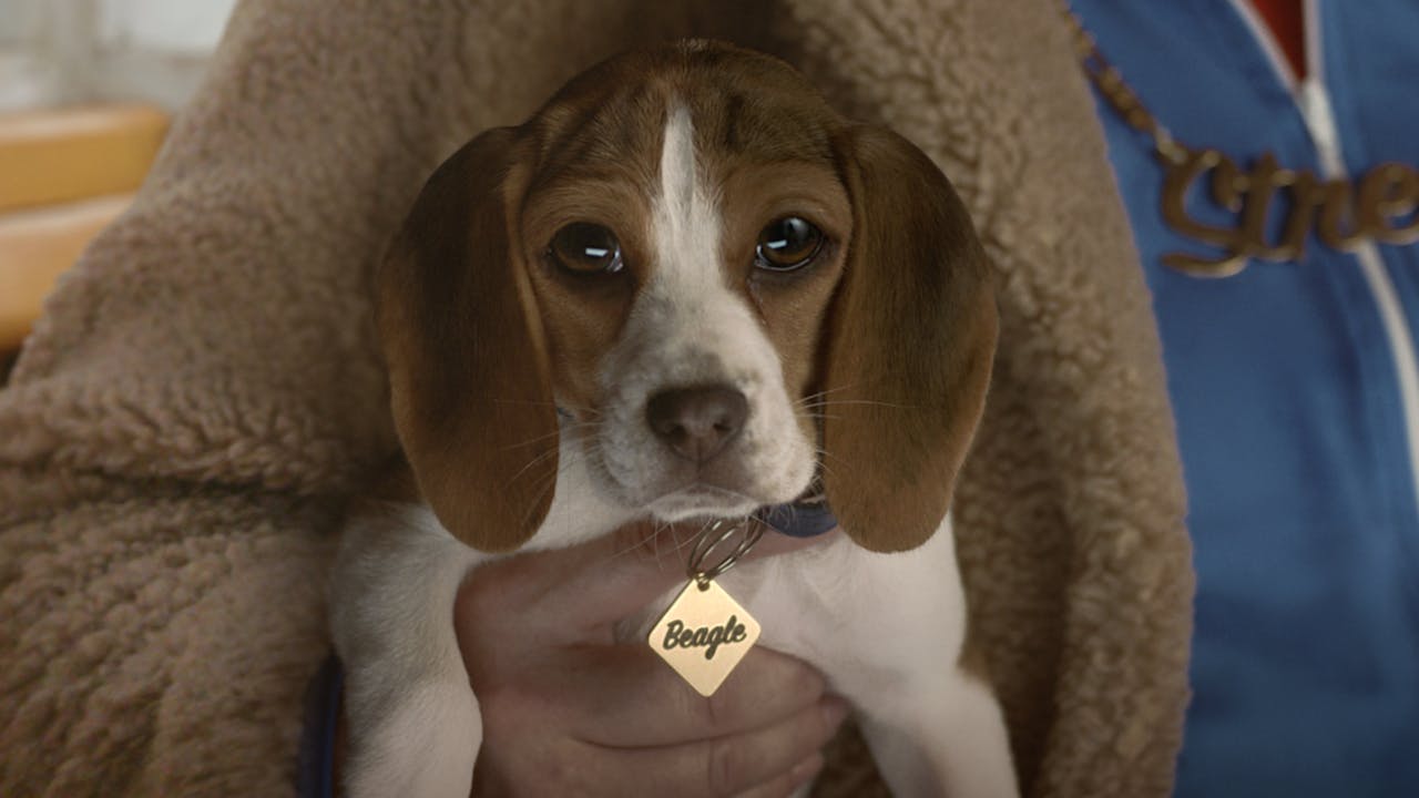 Beagle Street Beagle And Lenny Street By Above+Beyond Creative Works