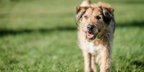 dogs trust dogs trust
