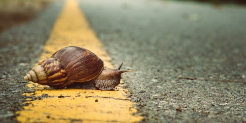 snail snail
