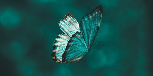 A blue butterfly flying against a blue background A blue butterfly flying against a blue background
