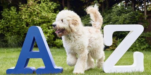 Petplan A Petplan A