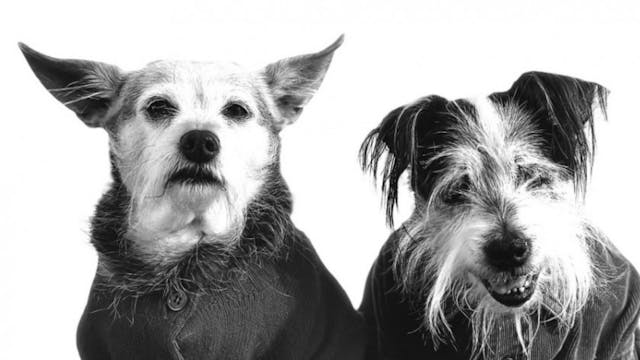 dogs dogs