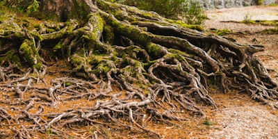 A tree with a vast understory of roots