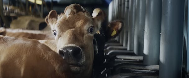 A cow A cow