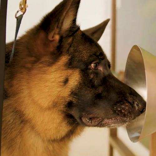 A dog being trained to sniff out diseases such as cancer
