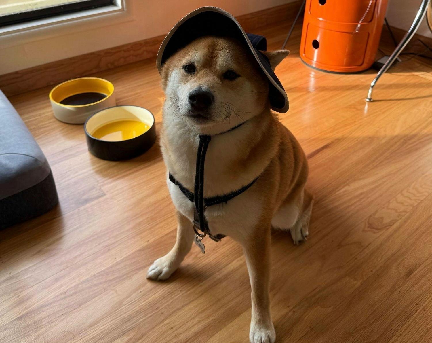 Frank, a Shiba Inu ⁣at Mediasmith's office.