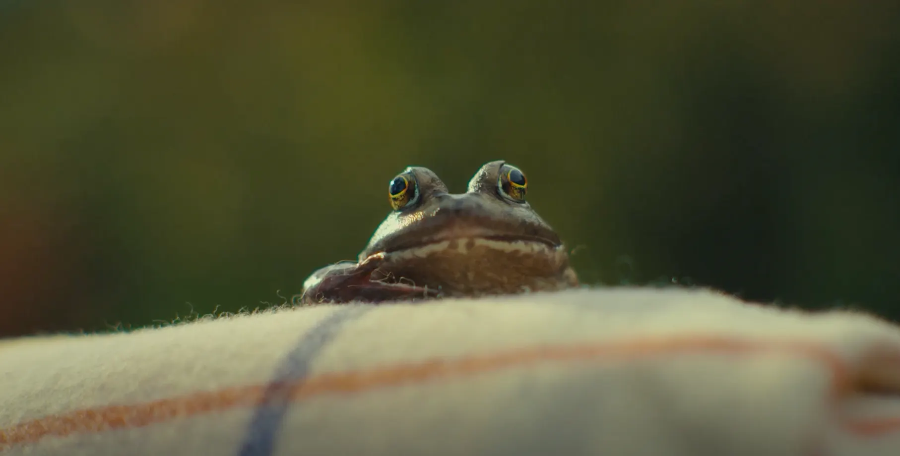 Toad&Co embraces weird side with human-amphibian love story | The Drum
