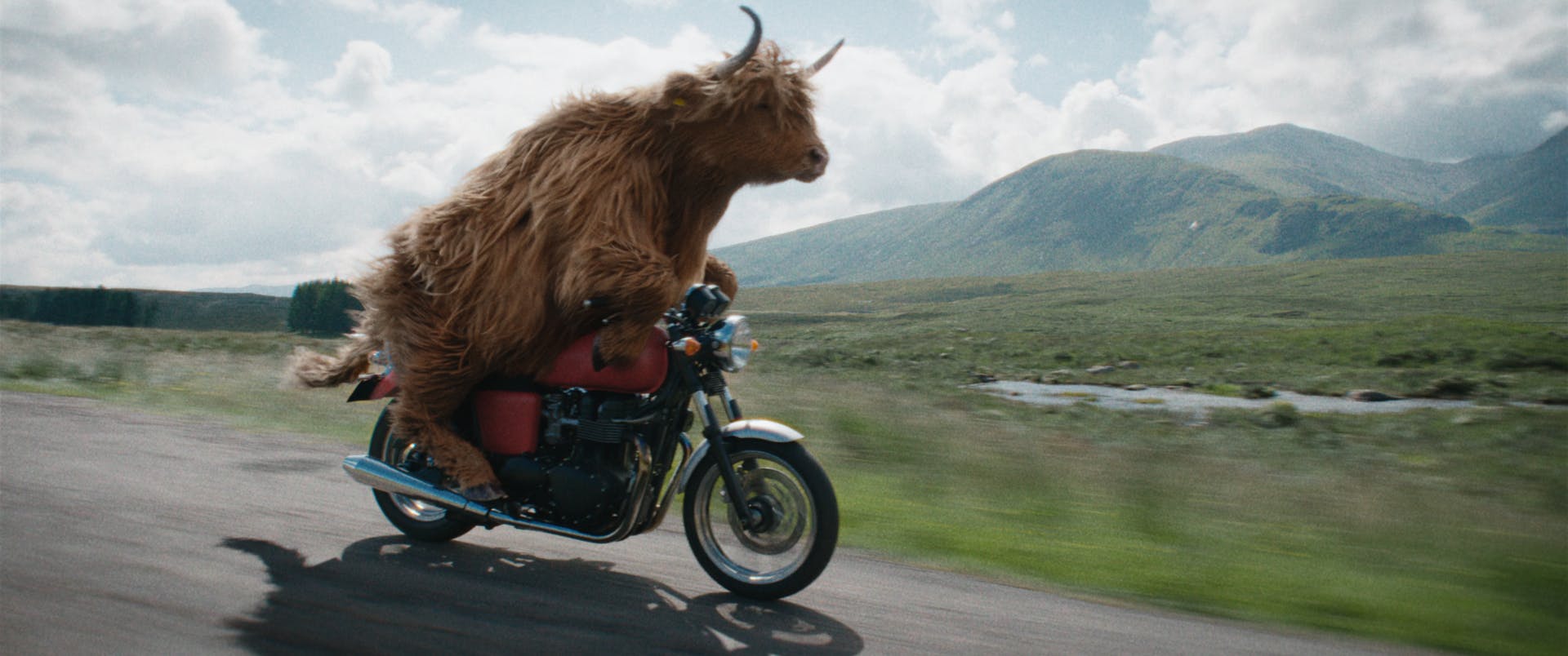 Virgin Media Wheels Out A Motorbike-riding Highland Cow To Promote Fast ...