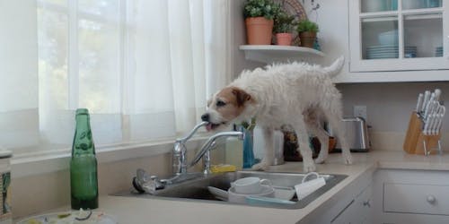Mer-mutt Mer-mutt
