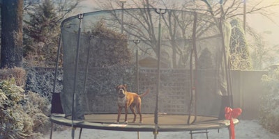 buster the boxer John Lewis Ad