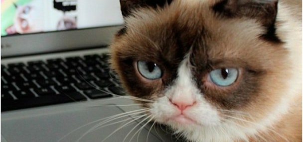 grumpy cat internaut day