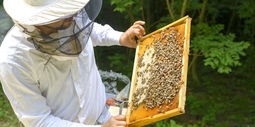 Bee keeper Bee keeper