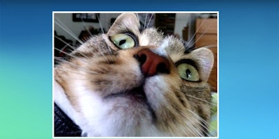 Current Studios has designed an app that allows cats to take their own selfies.