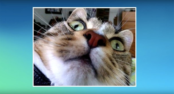 Current Studios has designed an app that allows cats to take their own selfies.