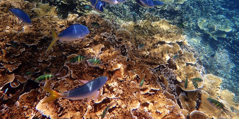 Twitter and Periscope launched the Great Barrier Reef Adventure — an underwater live broadcast 