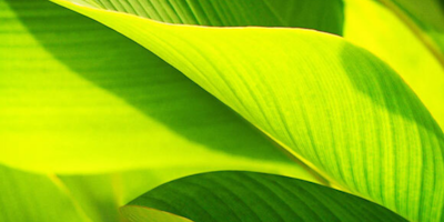 Close up photo of green leaves