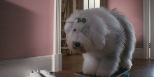 Venerable Dulux dog brushes up well for 90th-anniversary puppy party