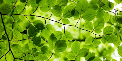 tree leaves green through sunlight