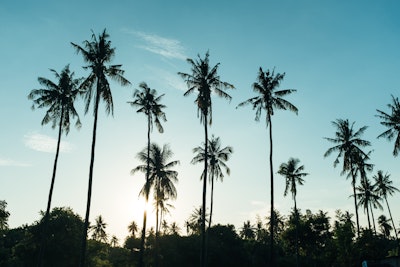 palm trees in south east asia stock photo from unsplash