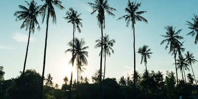 palm trees in south east asia stock photo from unsplash