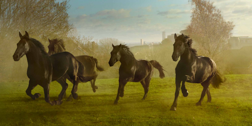 Black horses gallop across Hampstead Heath