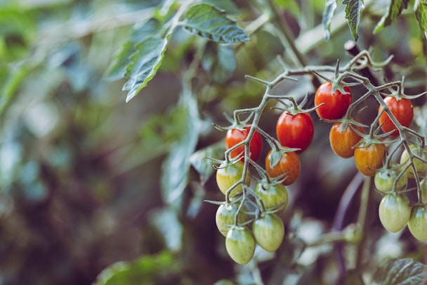 tomatoes growing on the vine