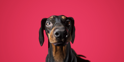 A rendered CG image of Stanley, a sausage dog, pictured against a red background
