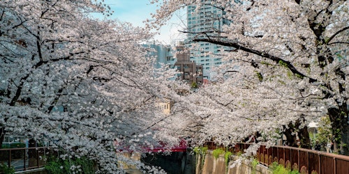 Megudo, Tokyo, in blossom