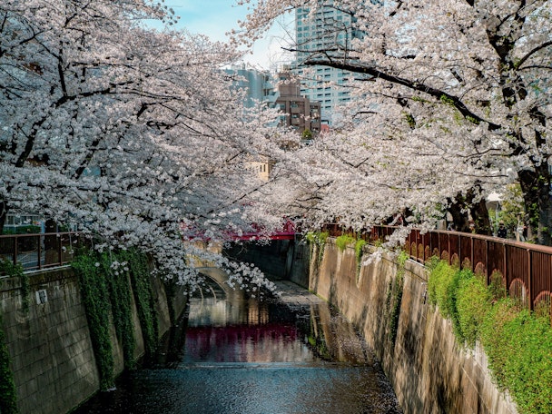 Megudo, Tokyo, in blossom