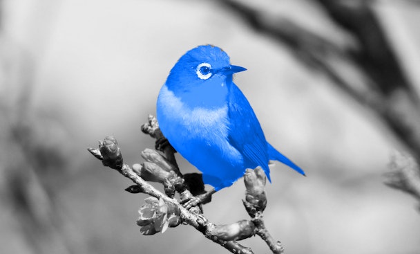 A colour corrected blue bird on a greyscale branch, representing the Twitter logo
