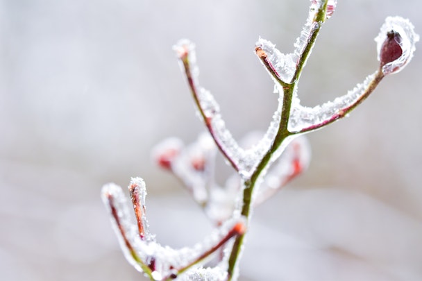 Flower buds encased in ice and rime, representing the global cooldown in ad spend