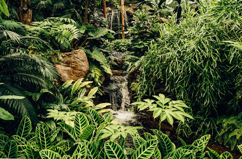 A picture of a stream falling in a rainforest environment