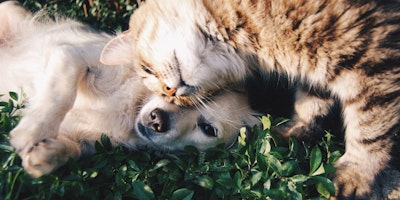 Emerging Communications on why marketers should reconsider investing in the pet sector. Image: Krista Mangulsone/Unsplash