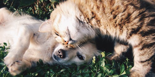 Emerging Communications on why marketers should reconsider investing in the pet sector. Image: Krista Mangulsone/Unsplash