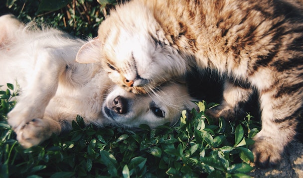Emerging Communications on why marketers should reconsider investing in the pet sector. Image: Krista Mangulsone/Unsplash