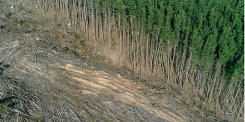 Deforestation
