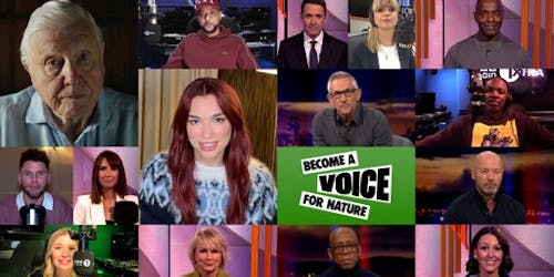 Celebrities join David Attenborough on screen Celebrities join David Attenborough on screen