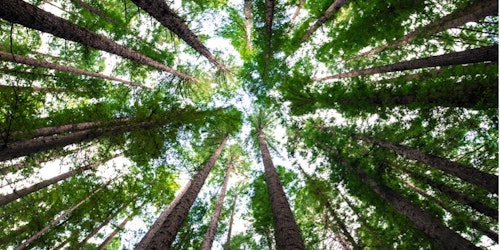 Carbon offsetting tree planting