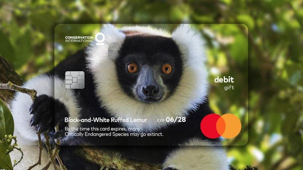 Lemur Lemur