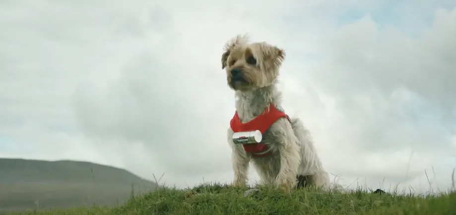 The Drum | A Barking Mad Dog Helps Flagging Hikers With A Cuppa In This Yorkshire Tea Spot - Vimarsana News