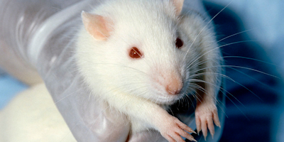 Animal testing still happens around the globe