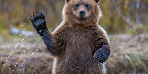 Bear waving