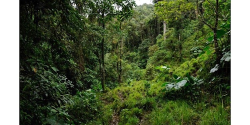 Forest land in Ecuador