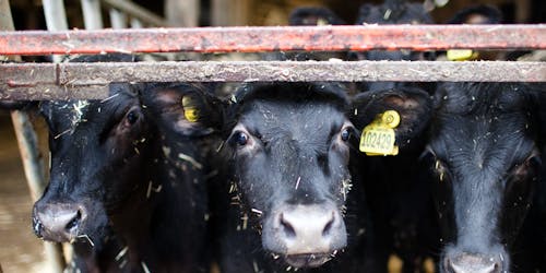 Three cows Three cows