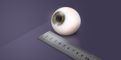 Eyeball next to ruler