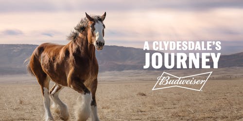 Budweiser Clydesdale Budweiser Clydesdale