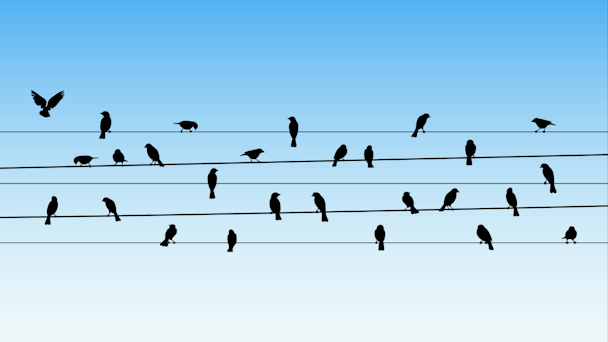 Birds sitting on electrical wires against blue sky
